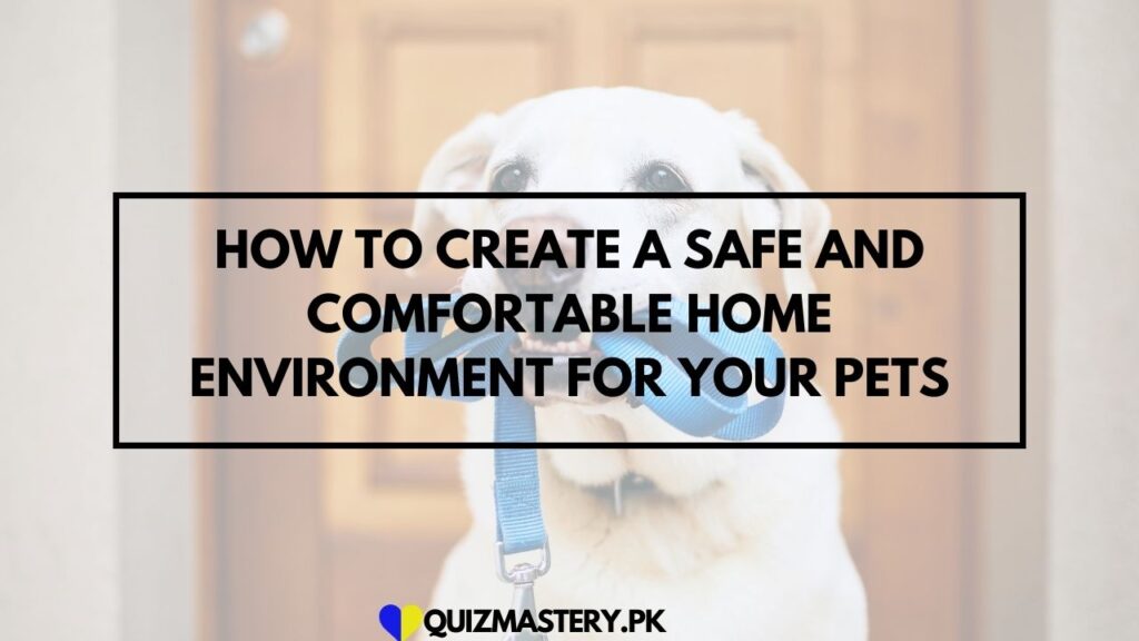 How to Create a Safe and Comfortable Home Environment for Your Pets